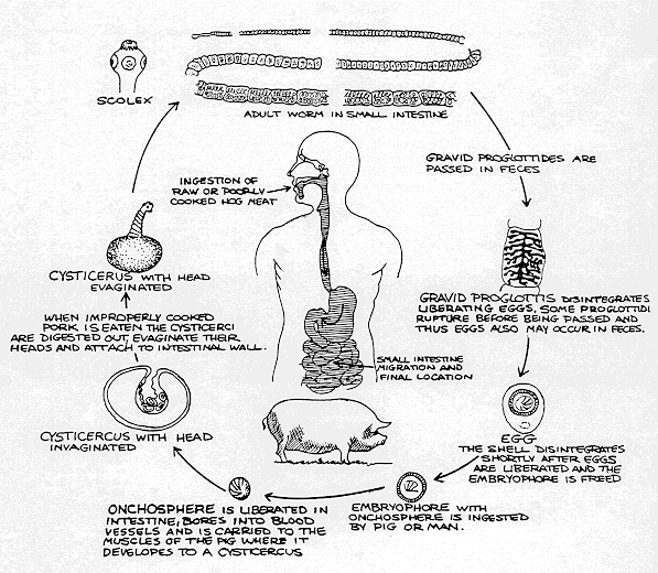 Biol 230 Lab Manual Life Cycle Of A Tapeworm